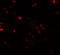 Family With Sequence Similarity 193 Member B antibody, 6941, ProSci, Immunofluorescence image 
