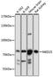 Mediator of RNA polymerase II transcription subunit 25 antibody, A03839, Boster Biological Technology, Western Blot image 