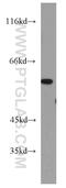 Leukocyte Receptor Cluster Member 9 antibody, 16295-1-AP, Proteintech Group, Western Blot image 