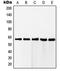 RAB11 Family Interacting Protein 2 antibody, orb215058, Biorbyt, Western Blot image 
