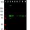 Aldehyde Dehydrogenase 1 Family Member L1 antibody, NBP2-50045, Novus Biologicals, Western Blot image 