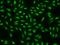 Cell Division Cycle 26 antibody, 201338-T02, Sino Biological, Immunohistochemistry frozen image 