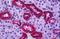 PBR antibody, orb94910, Biorbyt, Immunohistochemistry paraffin image 