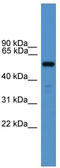 Relaxin Family Peptide Receptor 3 antibody, TA342647, Origene, Western Blot image 