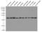 PCNA antibody, 60097-1-Ig, Proteintech Group, Western Blot image 