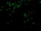 Probable Xaa-Pro aminopeptidase 3 antibody, M11450, Boster Biological Technology, Immunofluorescence image 