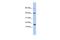 Atonal BHLH Transcription Factor 7 antibody, PA5-41212, Invitrogen Antibodies, Western Blot image 