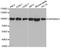 Heat shock protein HSP 90-alpha antibody, TA332385, Origene, Western Blot image 