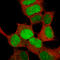 SRY-Box 4 antibody, AMAb91378, Atlas Antibodies, Immunocytochemistry image 