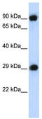 Proteasome subunit alpha type-3 antibody, TA344628, Origene, Western Blot image 