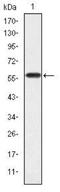 CRK Like Proto-Oncogene, Adaptor Protein antibody, NBP2-37586, Novus Biologicals, Western Blot image 