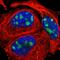 Pumilio RNA Binding Family Member 3 antibody, HPA002353, Atlas Antibodies, Immunofluorescence image 