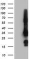 GRB2 Related Adaptor Protein 2 antibody, MA5-25548, Invitrogen Antibodies, Western Blot image 