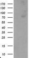 Complement C1r subcomponent antibody, TA800084, Origene, Western Blot image 