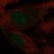 Krueppel-like factor 2 antibody, HPA055964, Atlas Antibodies, Immunocytochemistry image 