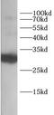 CD27 Molecule antibody, FNab10465, FineTest, Western Blot image 