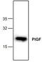 Placenta growth factor antibody, TA319123, Origene, Western Blot image 
