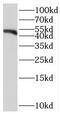 Serpin Family B Member 8 antibody, FNab07748, FineTest, Western Blot image 