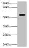 DEAD-Box Helicase 19A antibody, CSB-PA889116HA01HU, Cusabio, Western Blot image 