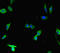 DDB1 And CUL4 Associated Factor 1 antibody, LS-C679991, Lifespan Biosciences, Immunofluorescence image 
