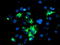 Tripartite Motif Containing 9 antibody, TA800044, Origene, Immunofluorescence image 