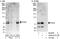 DNA Polymerase Alpha 2, Accessory Subunit antibody, A302-477A, Bethyl Labs, Immunoprecipitation image 