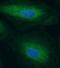 APAF antibody, FNab00470, FineTest, Immunofluorescence image 