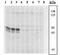 SRC-1 antibody, 44-912, Invitrogen Antibodies, Western Blot image 