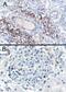 SH3 Domain Binding Protein 1 antibody, PA1-31008, Invitrogen Antibodies, Immunohistochemistry frozen image 