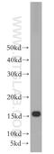 Ribosomal Protein S20 antibody, 15692-1-AP, Proteintech Group, Western Blot image 