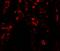 Mannosyl (Beta-1,4-)-Glycoprotein Beta-1,4-N-Acetylglucosaminyltransferase antibody, orb373968, Biorbyt, Immunofluorescence image 