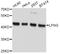 LFNG O-Fucosylpeptide 3-Beta-N-Acetylglucosaminyltransferase antibody, abx126962, Abbexa, Western Blot image 