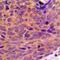 DEAD-Box Helicase 19B antibody, abx133697, Abbexa, Western Blot image 
