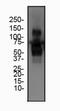 Fibronectin type III domain-containing protein 5 antibody, NBP2-59680, Novus Biologicals, Western Blot image 