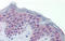Polymerase delta-interacting protein 3 antibody, TA343951, Origene, Immunohistochemistry paraffin image 