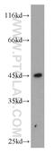 HLA class I histocompatibility antigen, alpha chain F antibody, 14670-1-AP, Proteintech Group, Western Blot image 