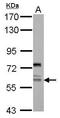 Replication initiator 1 antibody, GTX119143, GeneTex, Western Blot image 