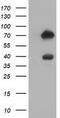Rho GTPase Activating Protein 25 antibody, TA501717, Origene, Western Blot image 