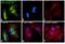 Rabbit IgG antibody, 35552, Invitrogen Antibodies, Immunofluorescence image 
