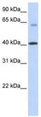 Alkylglycerol Monooxygenase antibody, TA335315, Origene, Western Blot image 