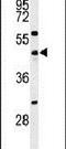Cell Division Cycle 25C antibody, PA5-26000, Invitrogen Antibodies, Western Blot image 