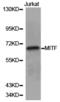 Melanocyte Inducing Transcription Factor antibody, LS-C192835, Lifespan Biosciences, Western Blot image 