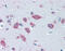 Phenylalanyl-TRNA Synthetase Subunit Beta antibody, 51-547, ProSci, Immunohistochemistry frozen image 