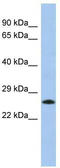 Uncharacterized protein C2orf27 antibody, TA335120, Origene, Western Blot image 