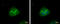 Adducin 1 antibody, GTX101574, GeneTex, Immunocytochemistry image 