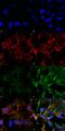 Acrolein antibody, MA5-27557, Invitrogen Antibodies, Immunofluorescence image 