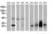 Four And A Half LIM Domains 1 antibody, LS-C172314, Lifespan Biosciences, Western Blot image 