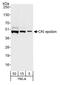 Casein Kinase 1 Epsilon antibody, A302-135A, Bethyl Labs, Western Blot image 