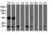 Ubiquitin Conjugating Enzyme E2 E3 antibody, LS-C336906, Lifespan Biosciences, Western Blot image 