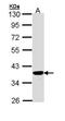 Quinone oxidoreductase PIG3 antibody, TA308561, Origene, Western Blot image 